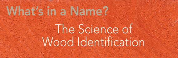 What's in a Name?: The Science of Wood Identification
