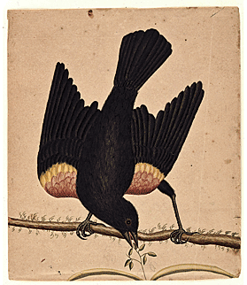 Fig. 7: George Edwards (1694–1773), drawing of a Chinese pheasant. Inscribed upper left: 18; lower left: S and pheasant. Watercolor and ink on laid paper, 11 x 89?10 inches. Courtesy, Drayton Hall, a historic site of the National Trust for Historic Preservation.