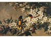 Orioles Among Apple Blossoms