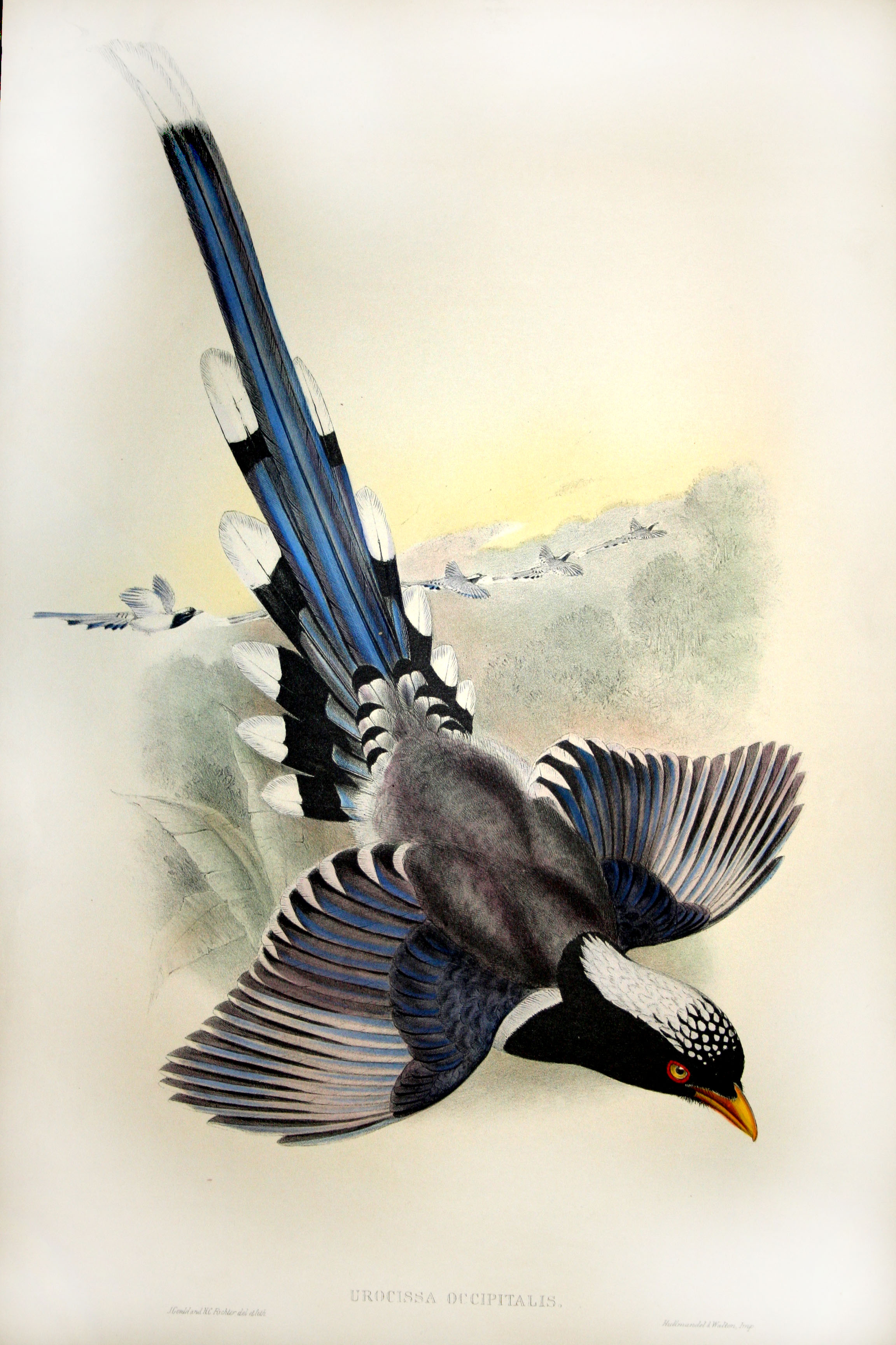 Original Hand Colored Lithograph By John Gould