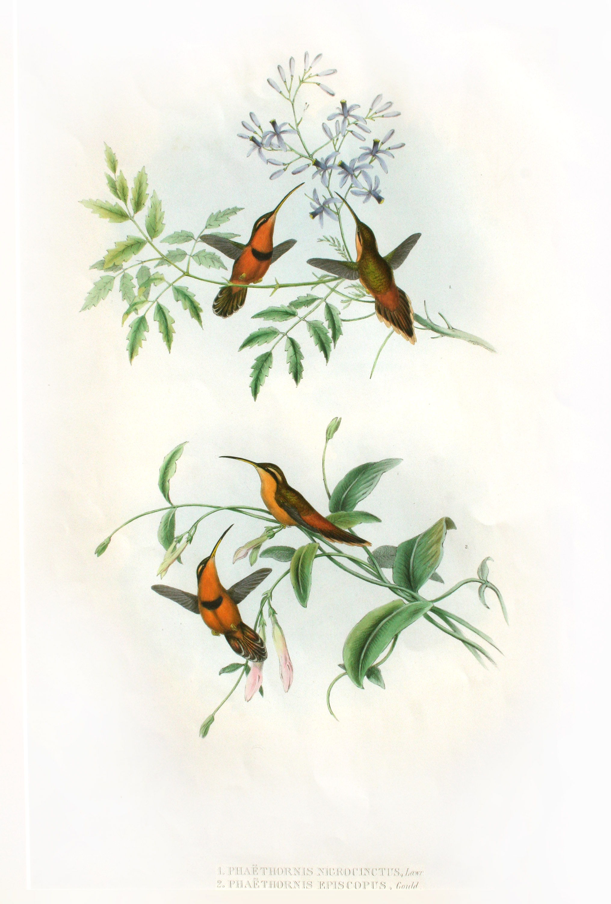 Original Hand Colored Lithograph By John Gould