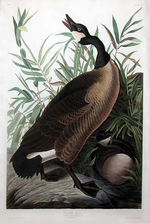 Canada Goose