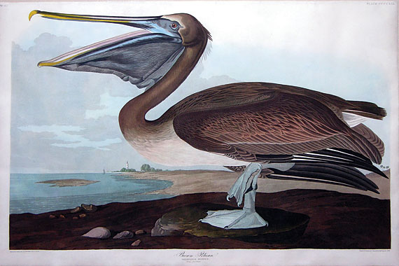 Brown Pelican