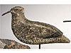 Golden Plover