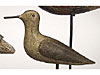 Rare Sanderling