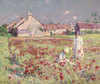 Poppy Field
