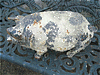 Victorian Cast Iron Pig