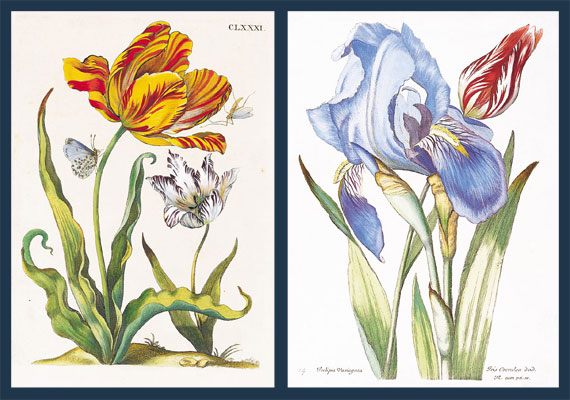 A Pair of Hand-Coloured Copper-Plate Engravings